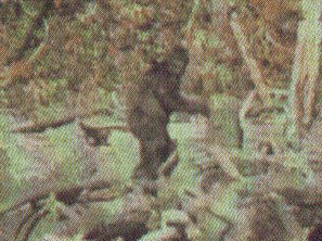 bigfoot.jpg